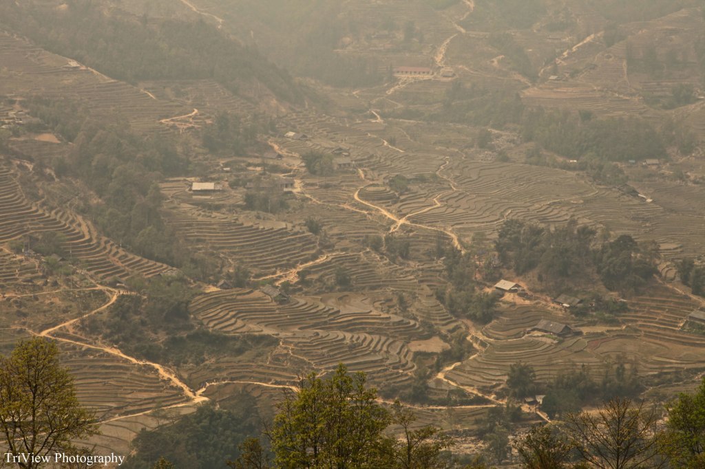 Rice-fields-sapa