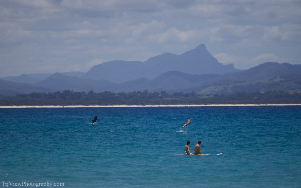 Byron-dolphins-dec-14-1