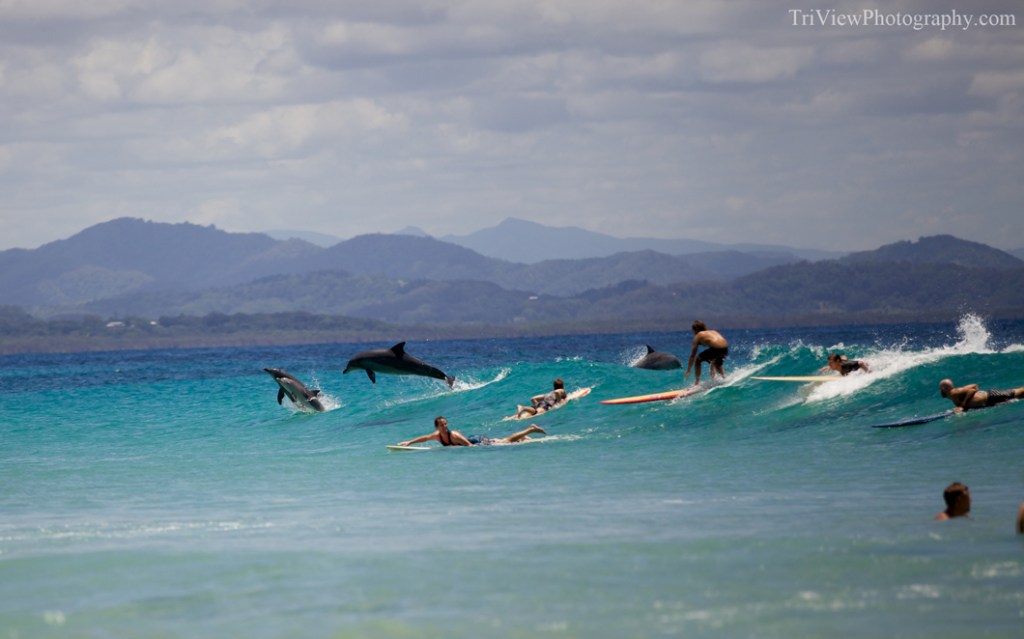Byron Bay Local&nbsp;Dolphins