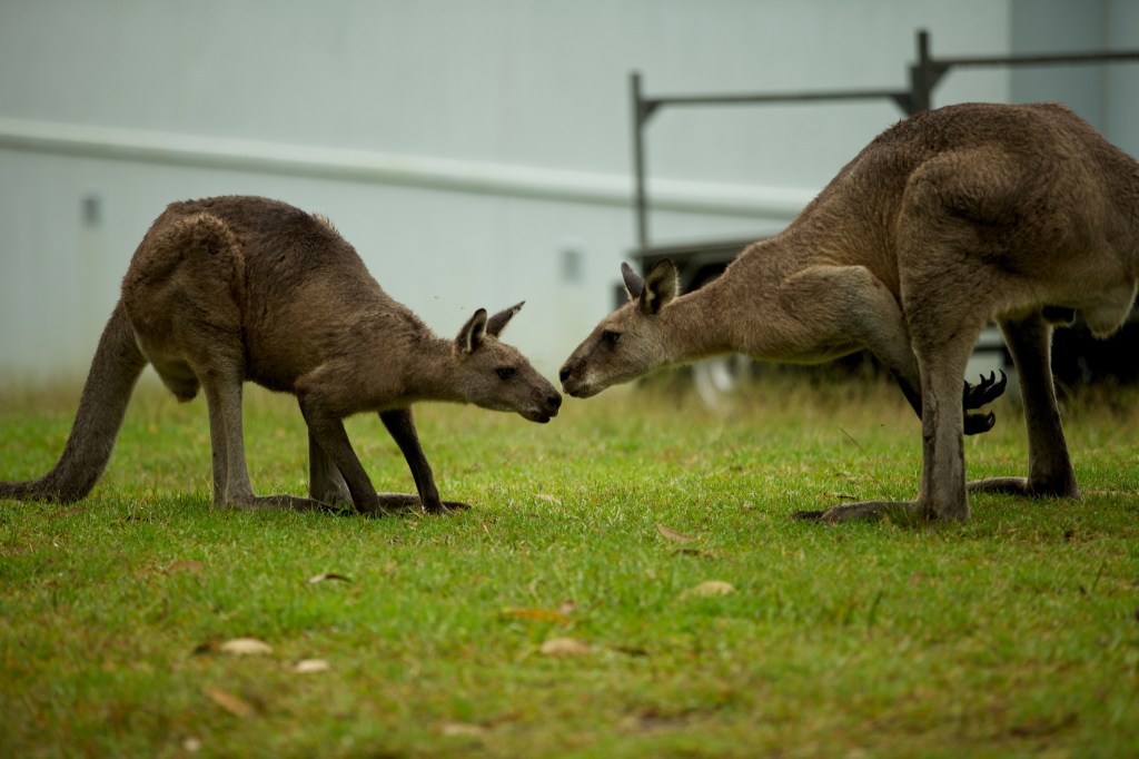 Jervis Bay