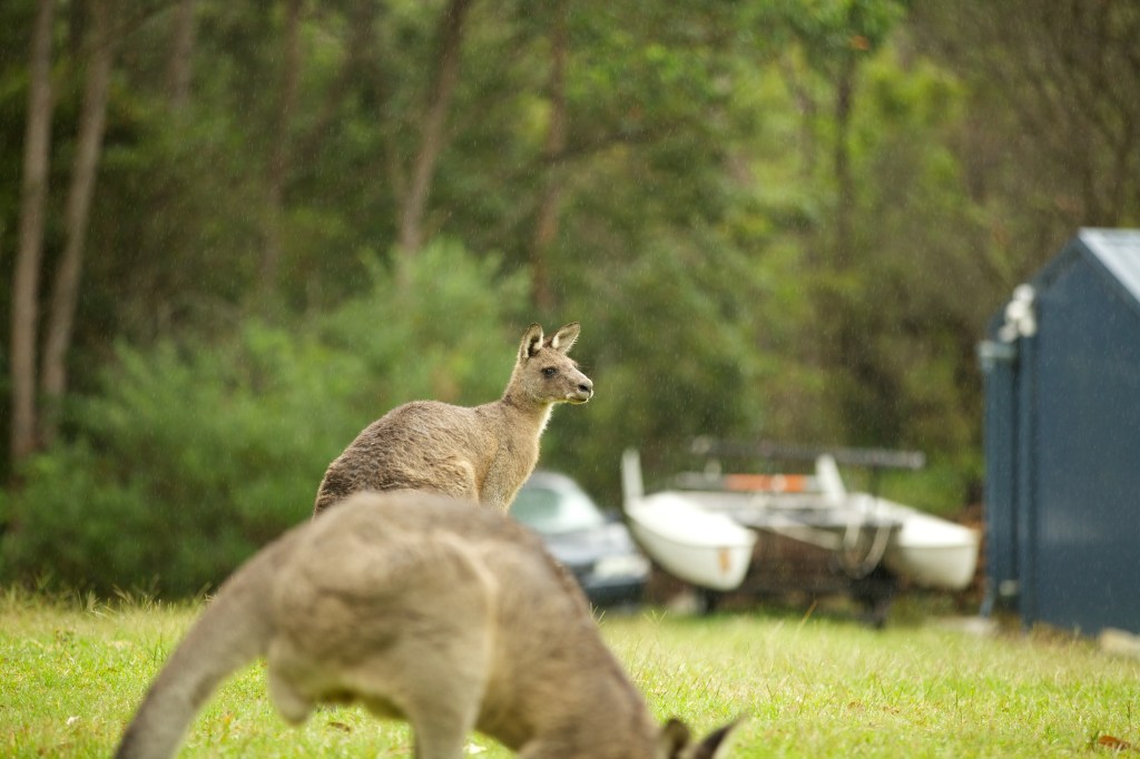 Jervis Bay