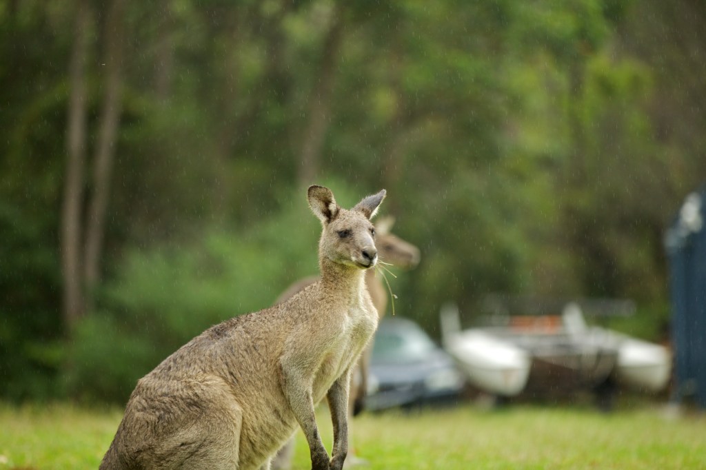 Jervis Bay
