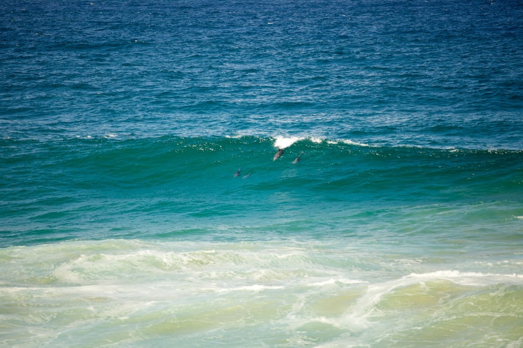 Dolphins jumping Gold Coast