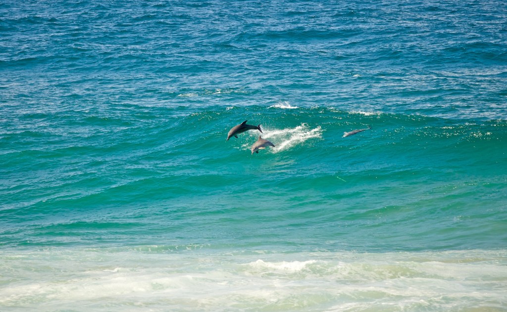 Dolphins jumping Gold Coast