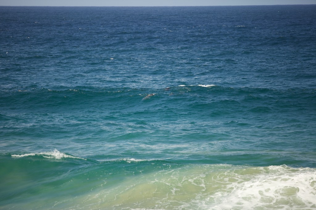 Dolphins jumping Gold Coast