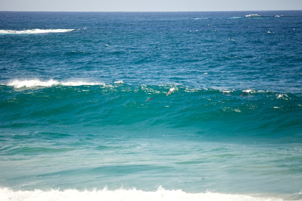 Dolphins jumping Gold Coast