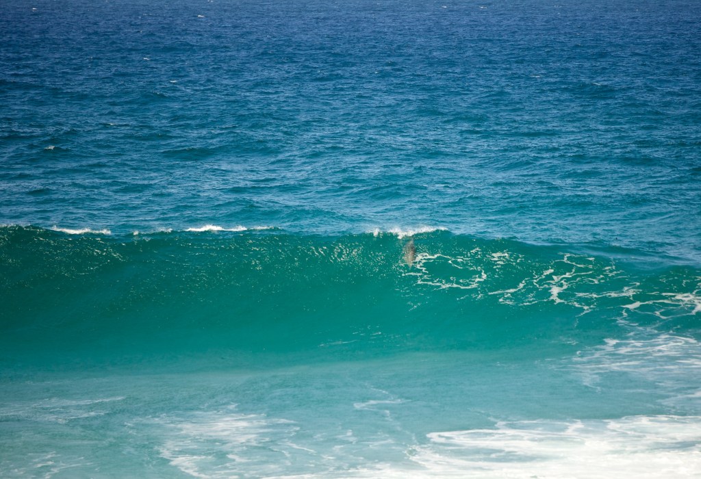 Dolphins jumping Gold Coast