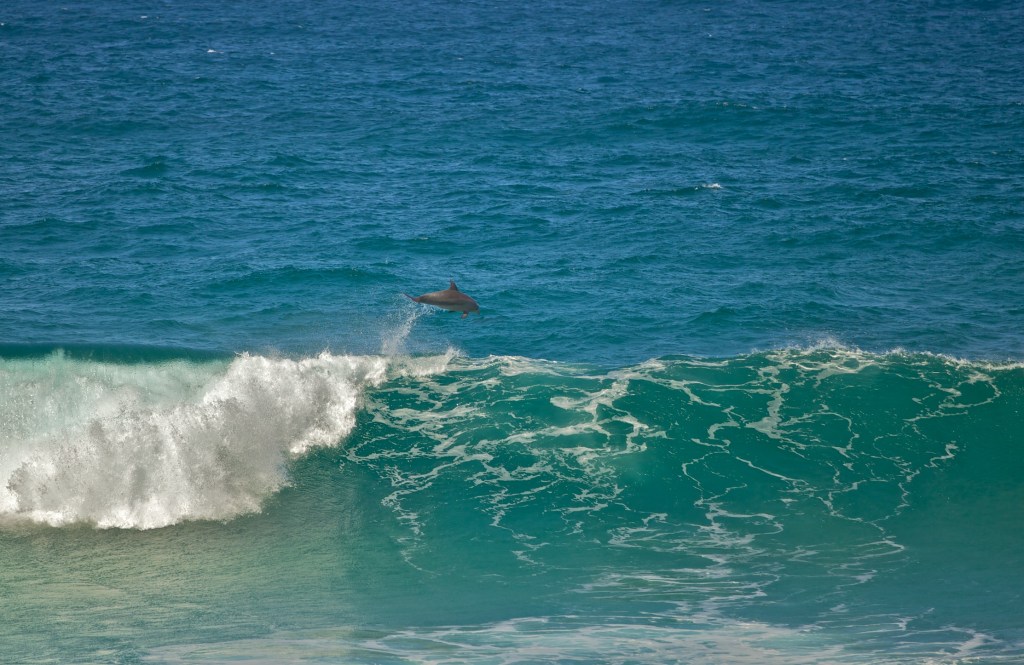 Dolphins jumping Gold Coast