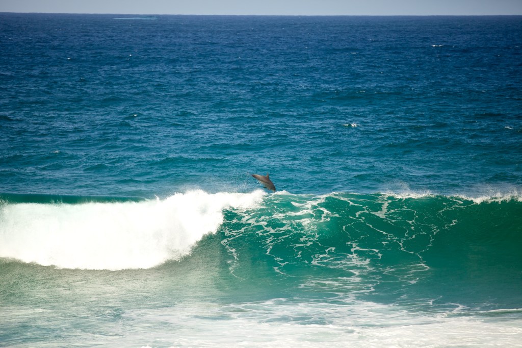 Dolphins jumping Gold Coast