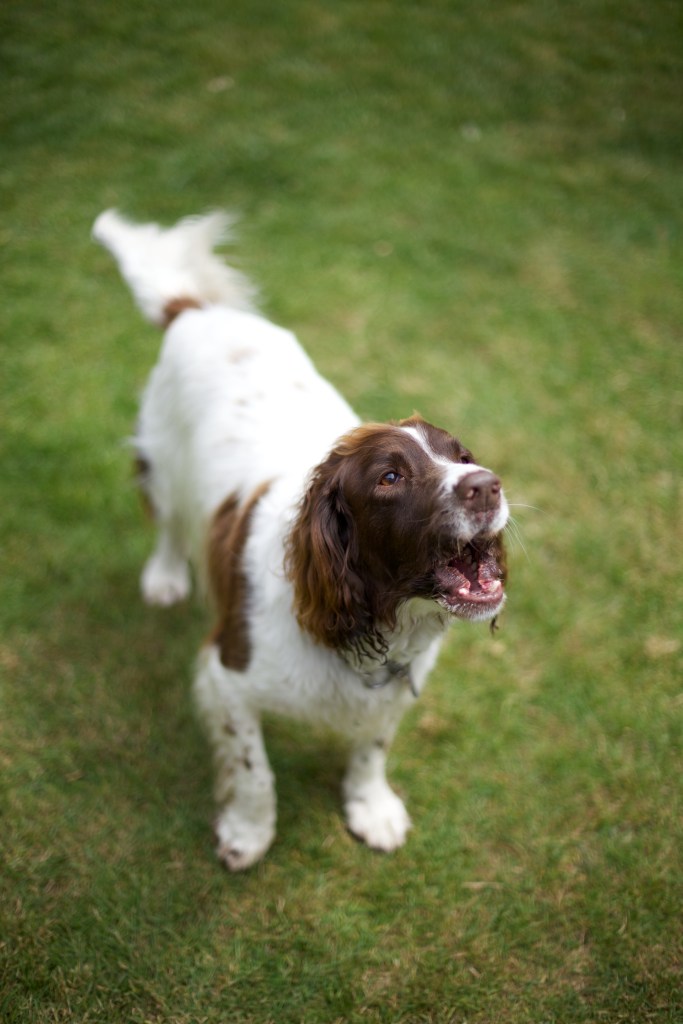 Dog photography bark
