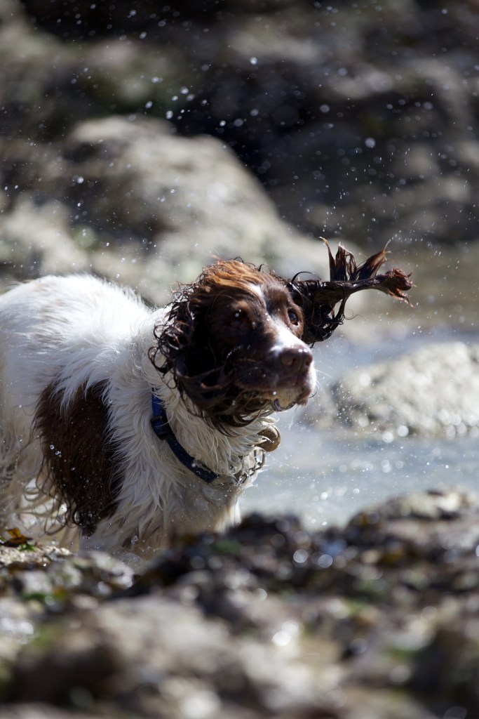 Dog photography shake