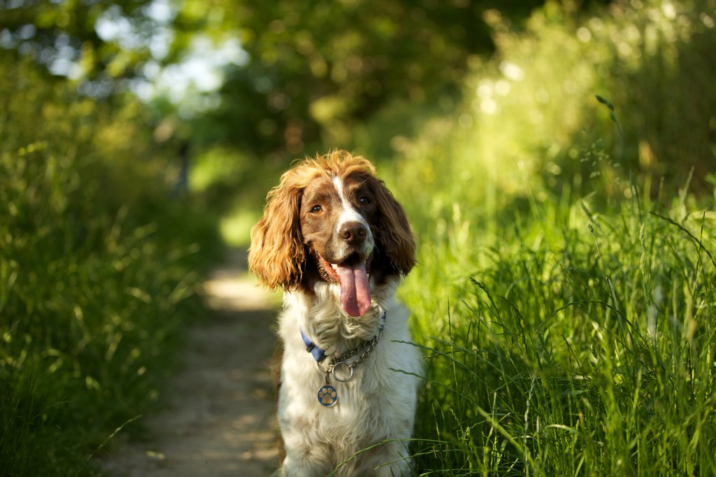 Dog photography waiting