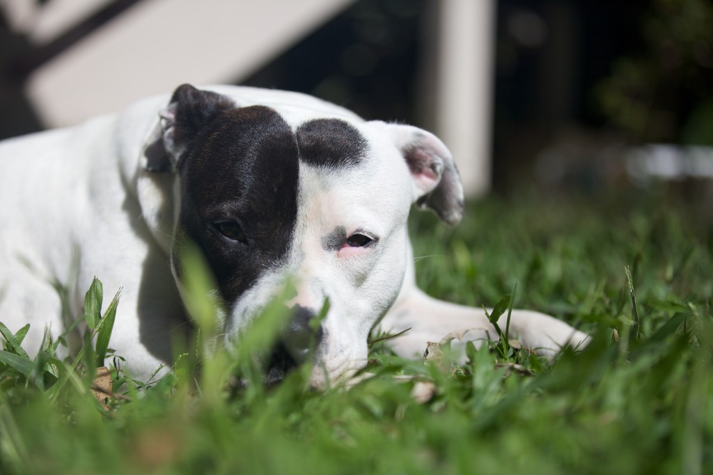 Dog photography tired