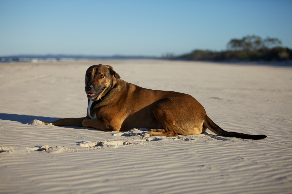 Dog photography beach