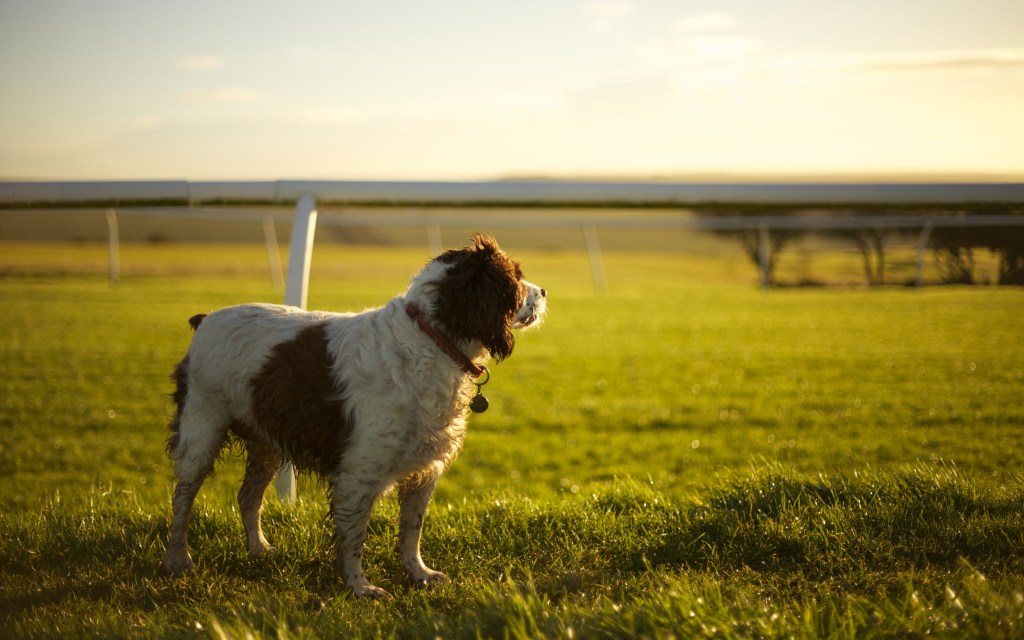 Dog photography looking