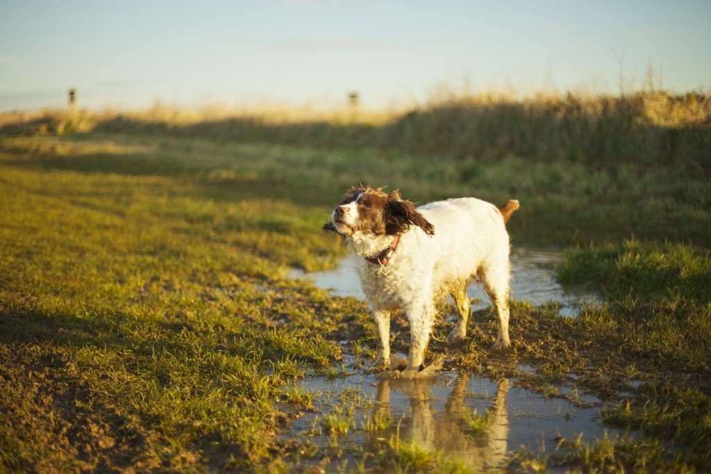 Dog photography puddle splash