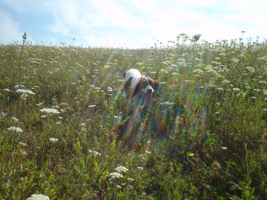 Dog photography sun flare