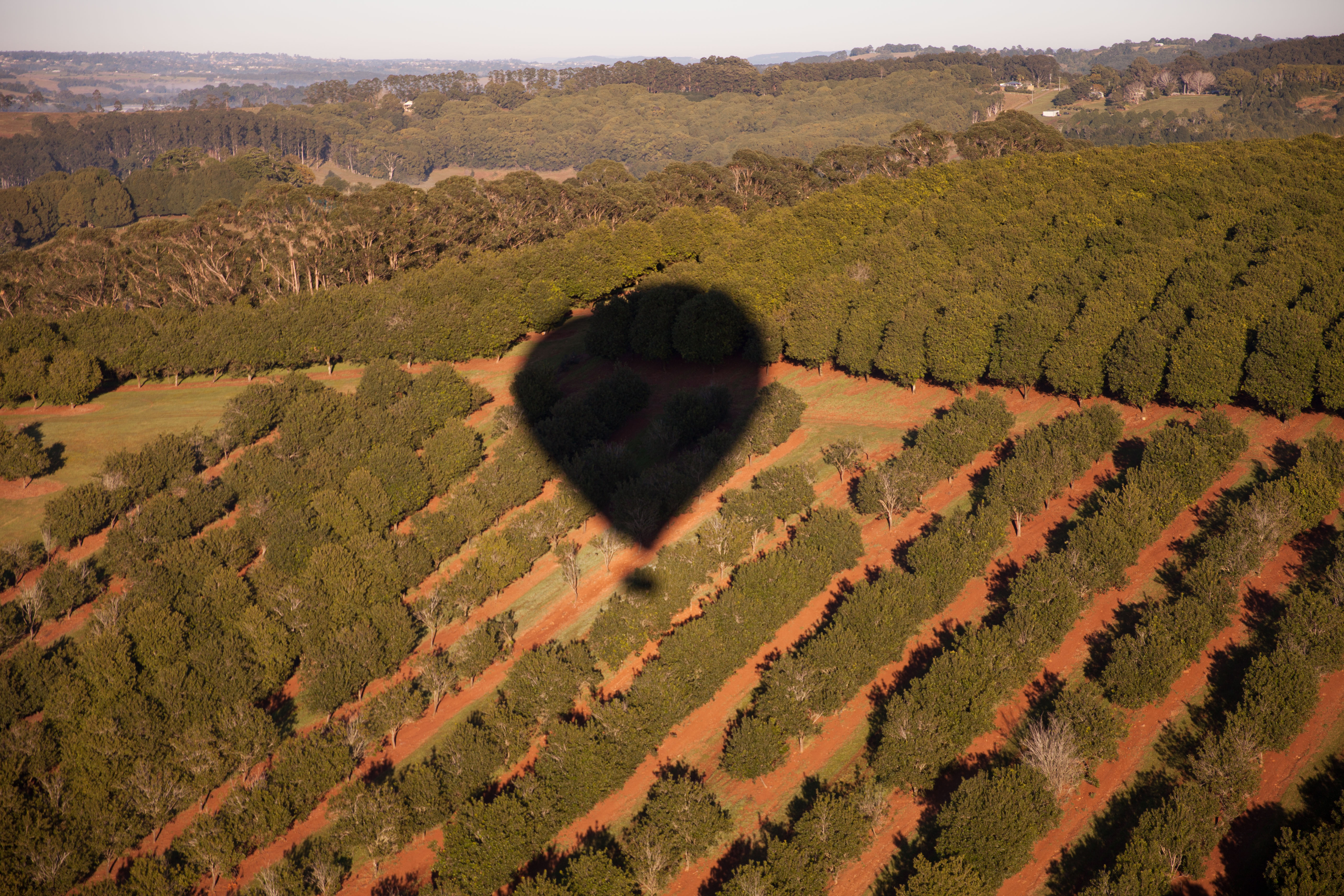 Macadamia balloon - July 2017