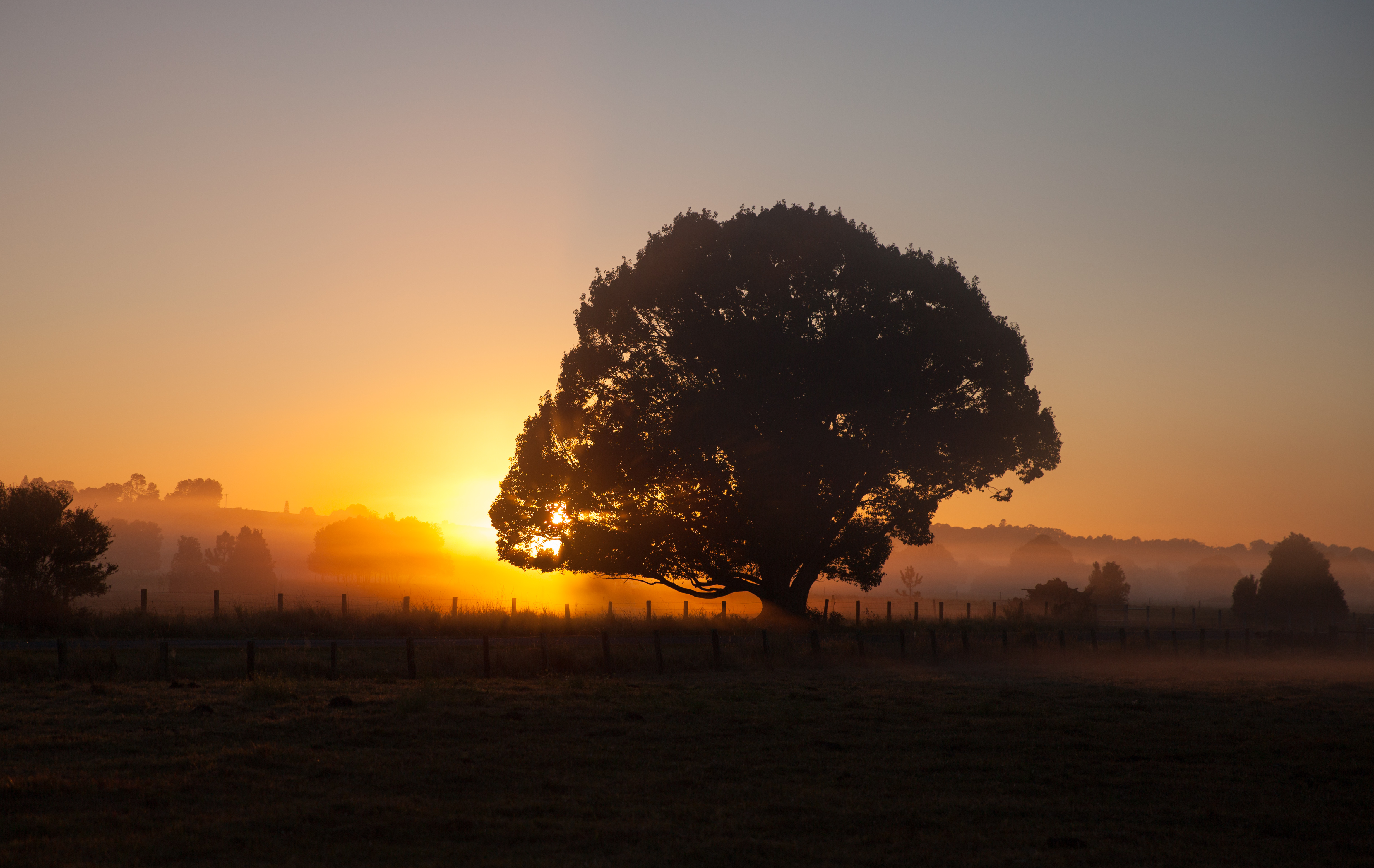 Morning tree Byron - July 2017
