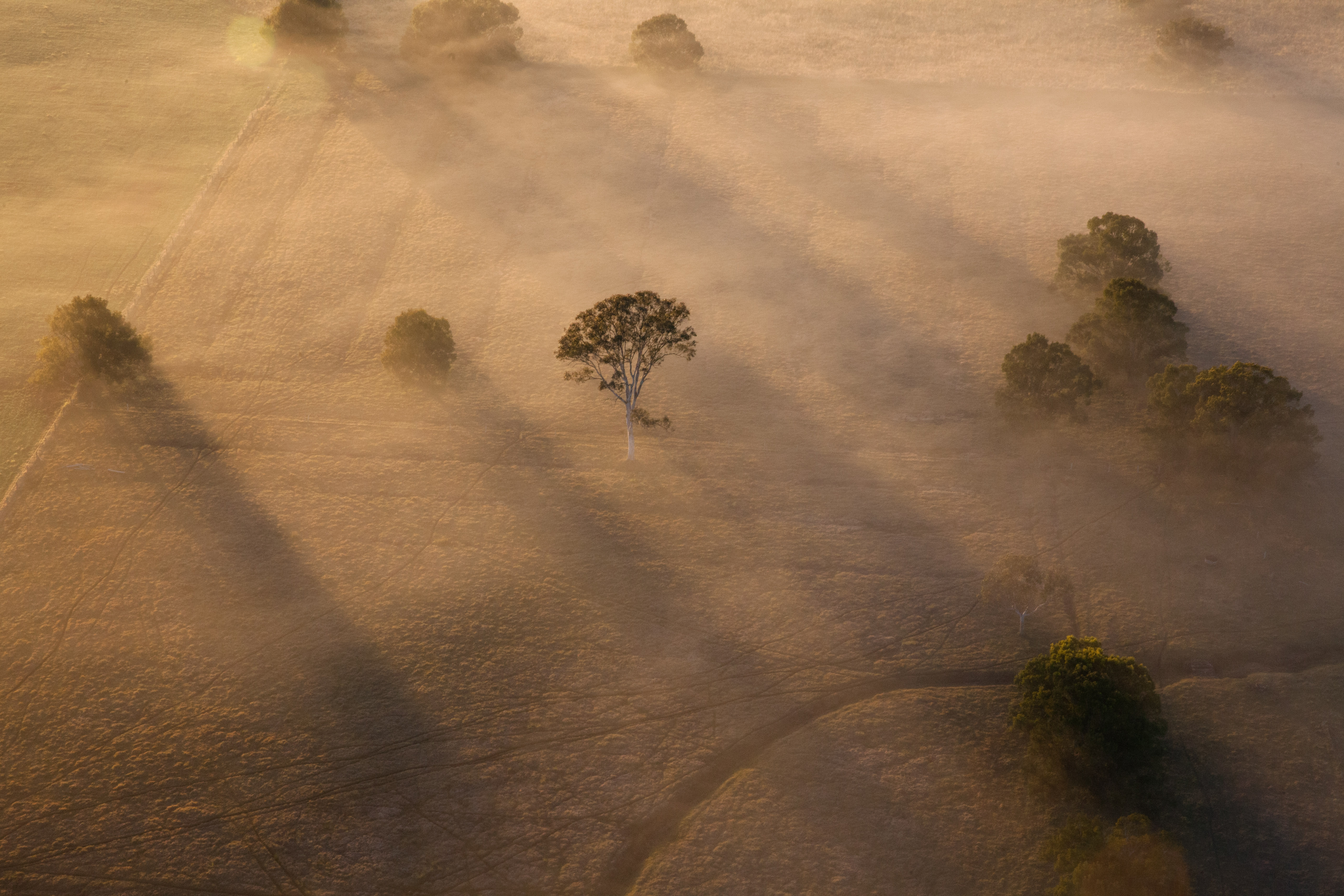 Single tree morning light - July 2017